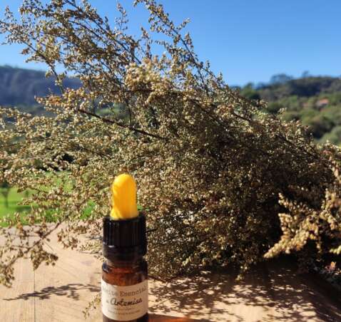 Aceite Esencial de Artemisa