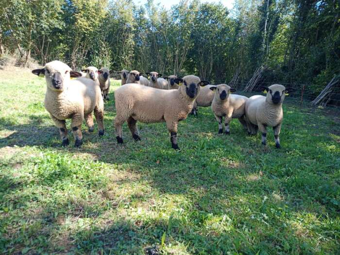 Rebaño Hampshire Down de Casa Ceto Genetics